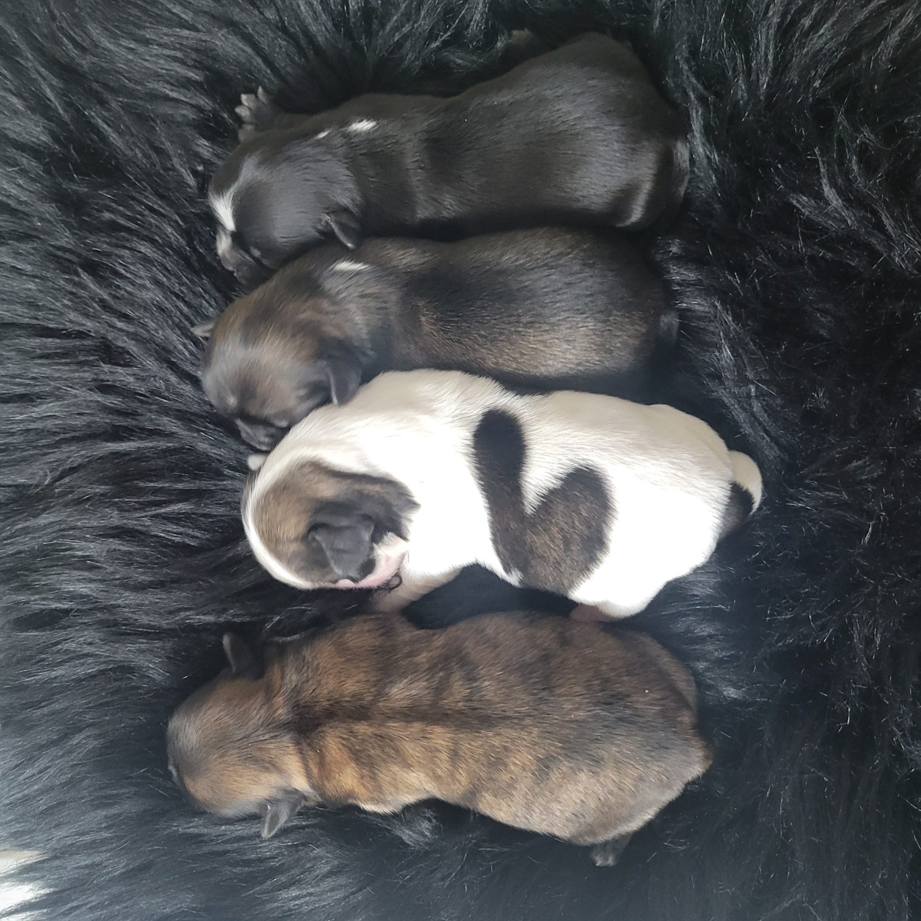 Shihtzu puppies are here!