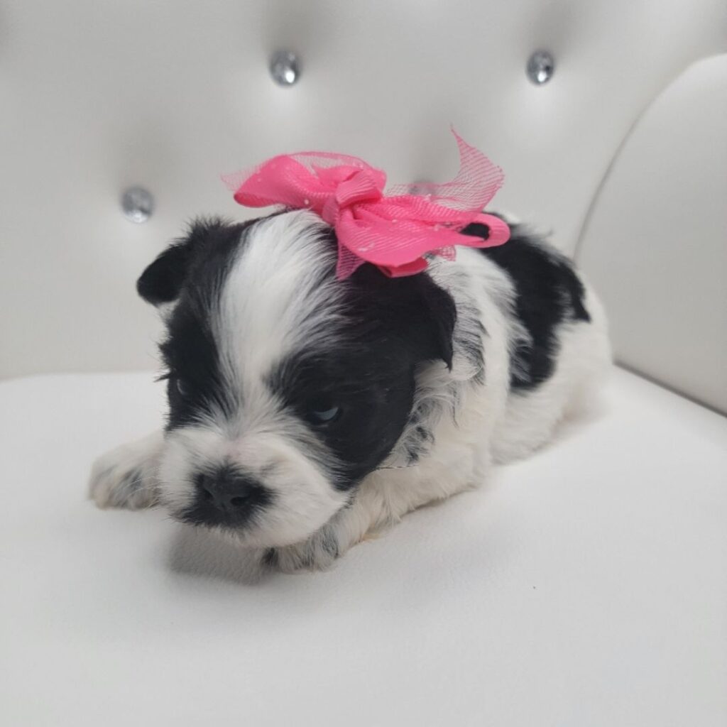 New puppy from Kandy's Luxury Pups