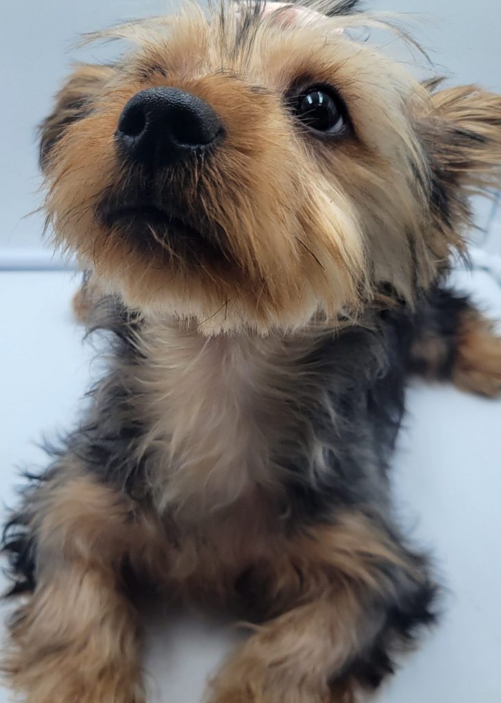 Full Yorkie