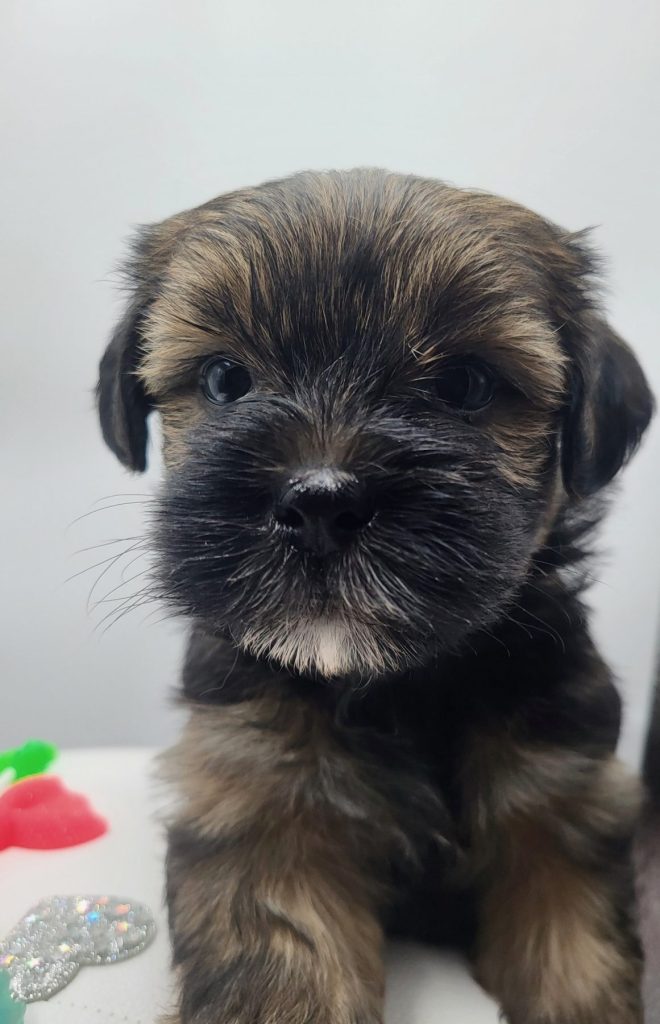 Shorkie puppies for sale in Barstow, CA